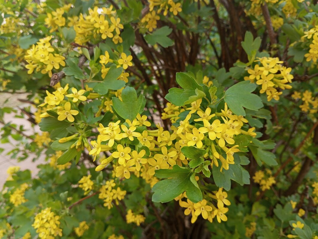 Весна идет.. - Елена Семигина