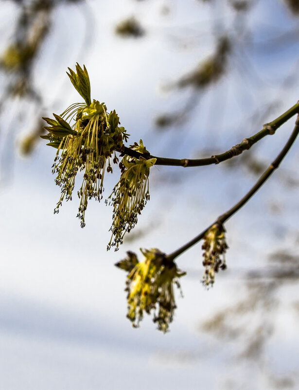 Новый росток. - Николай 