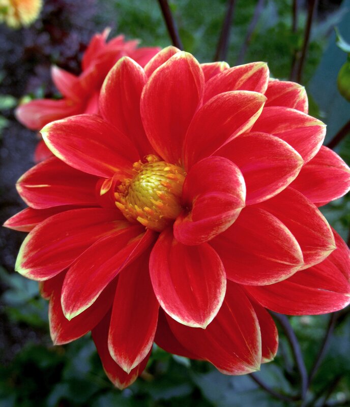 Георгина - Сергей Карачин