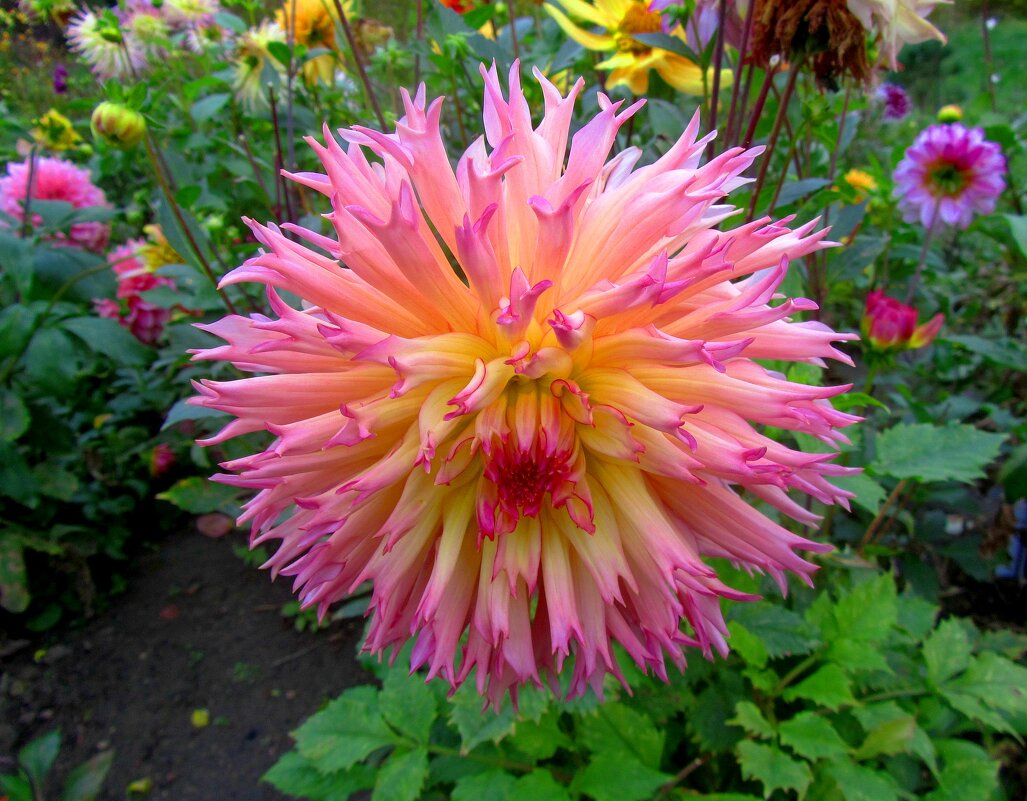 Георгина бахромчатая Nenekazi - Сергей Карачин