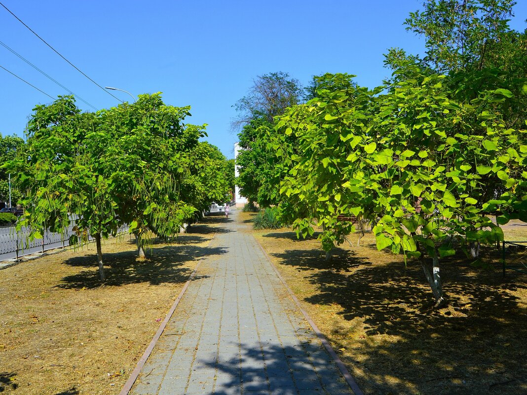 Керчь. Катальповая аллея ул. Пирогова летом. - Пётр Чернега