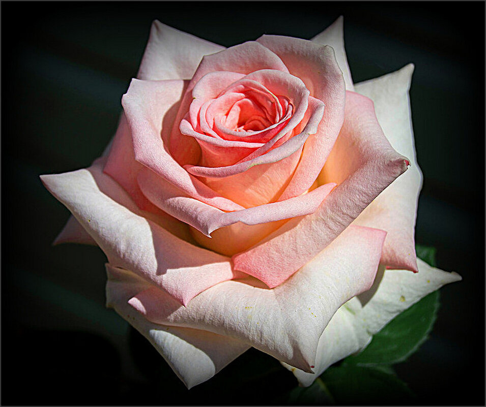 Нежная розочка из сада. - Наталья ***