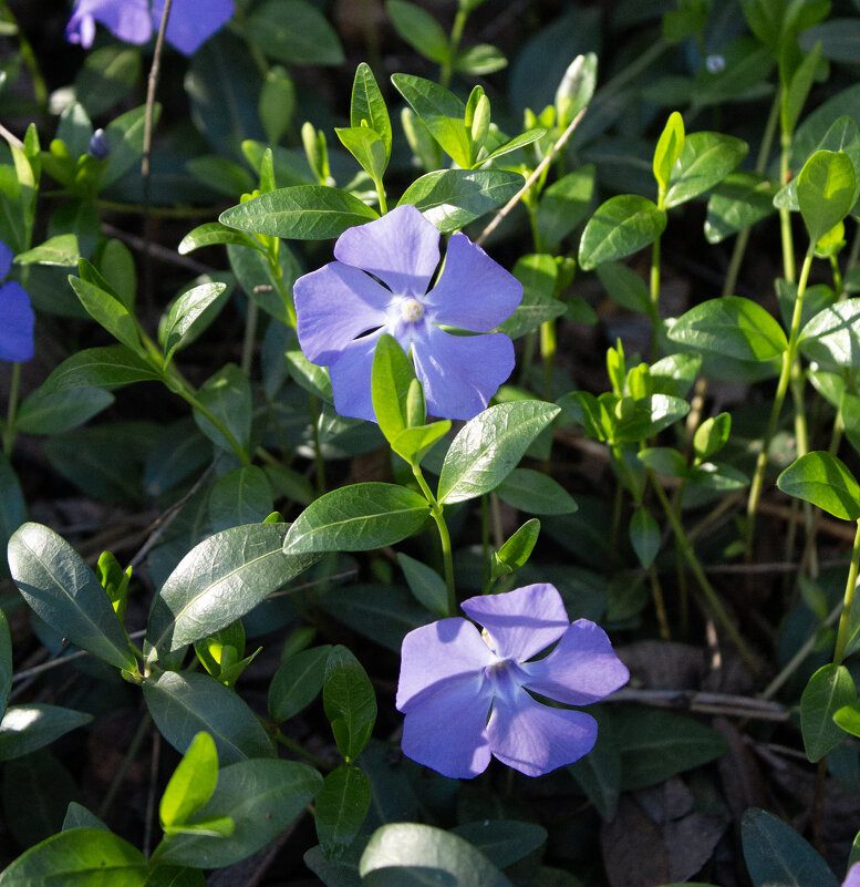 *** - Александр. AVG100 ---