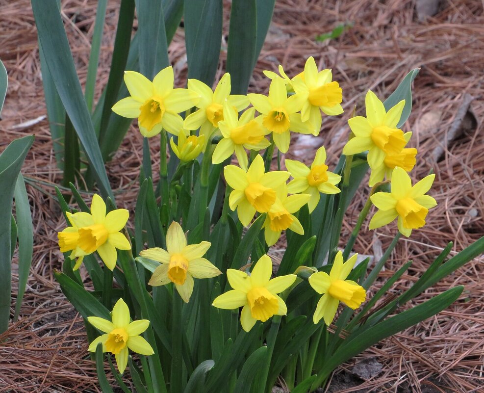 Нарциссы - Лариса С.
