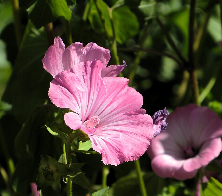 Лаватера - Лариса С.
