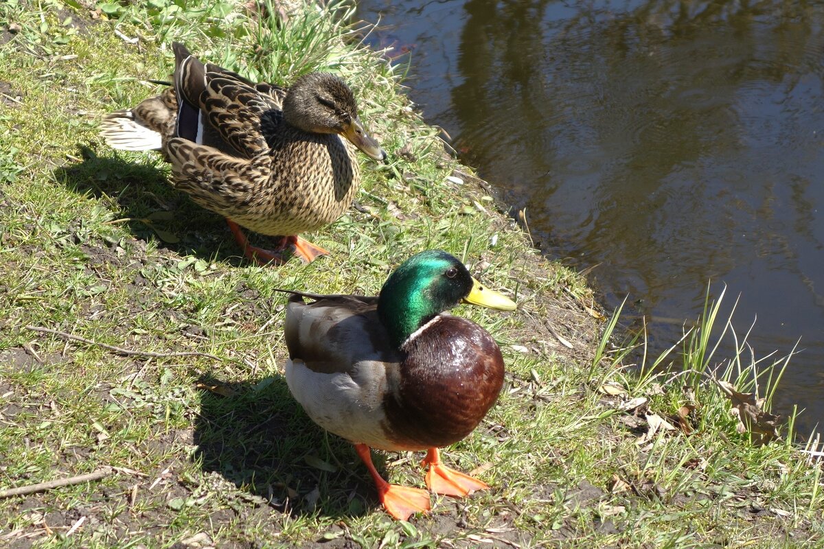 Утки весной - Рита Симонова