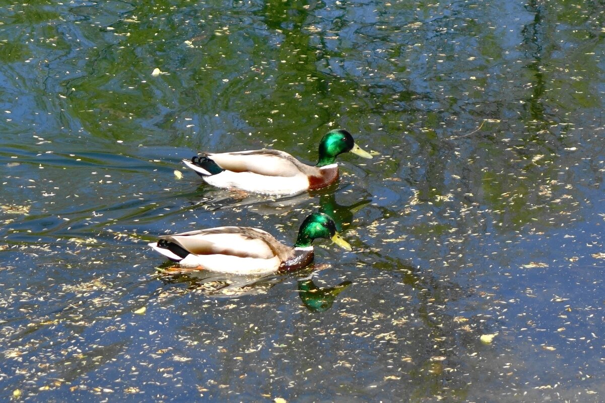 Утки весной - Рита Симонова