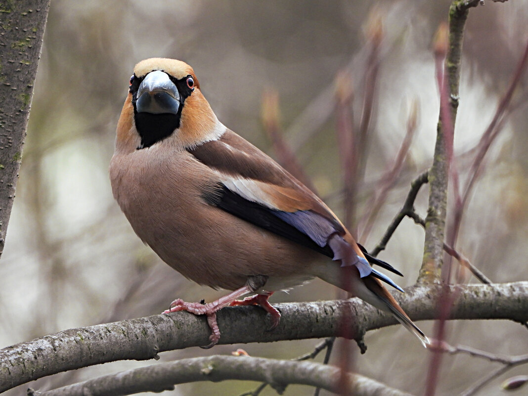 Дубонос - Лина 