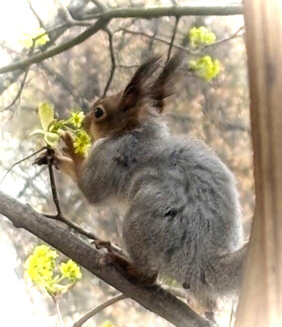 Цветочное лакомство - Мария - Maria
