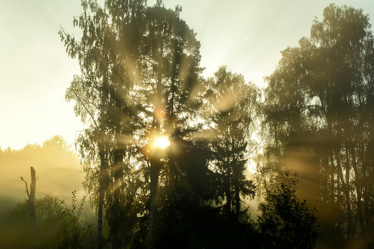 Утро ;-) - Алексей Пышненко