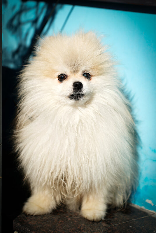 ... - Владимир Салапонов