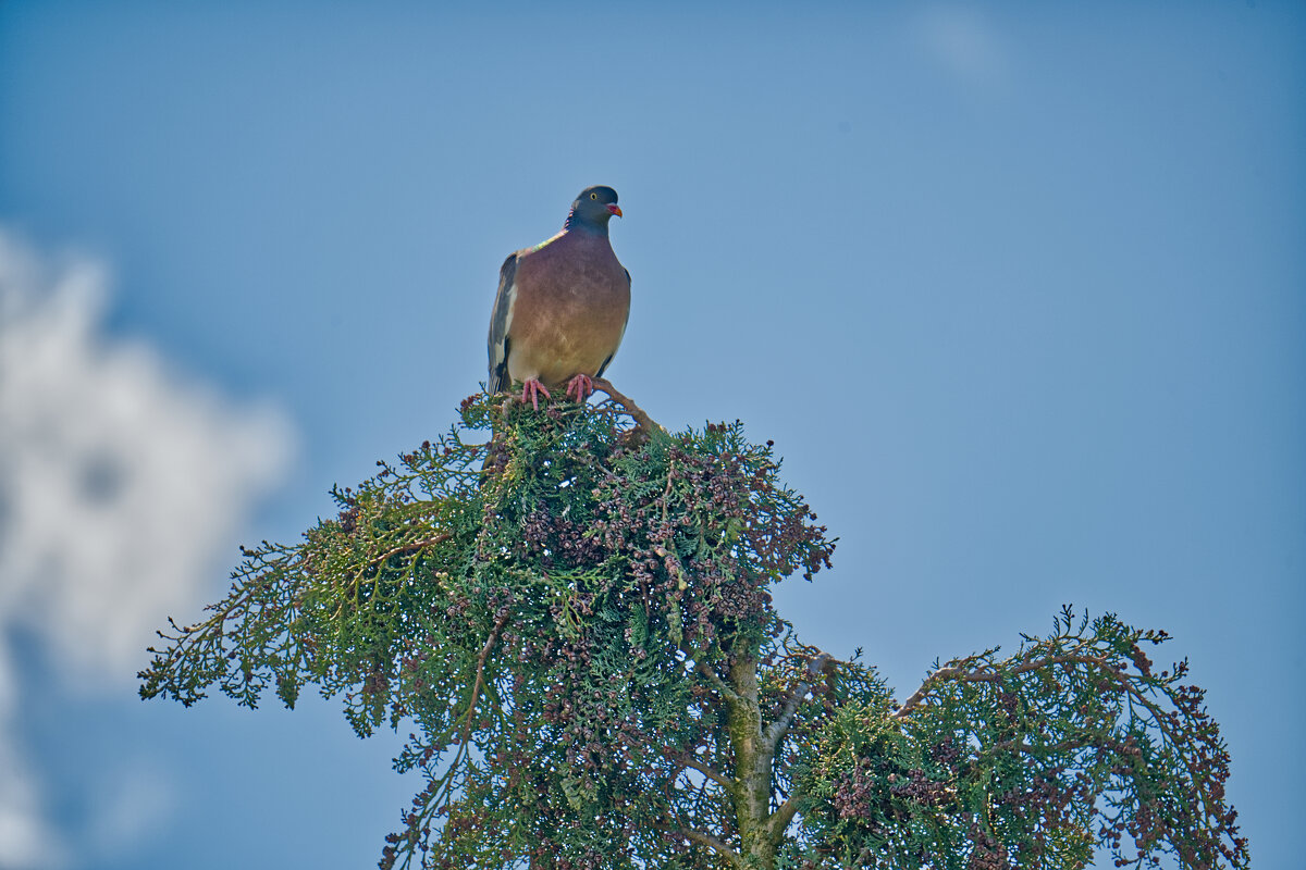 Голубь на Кипарисе - Jakob Dick