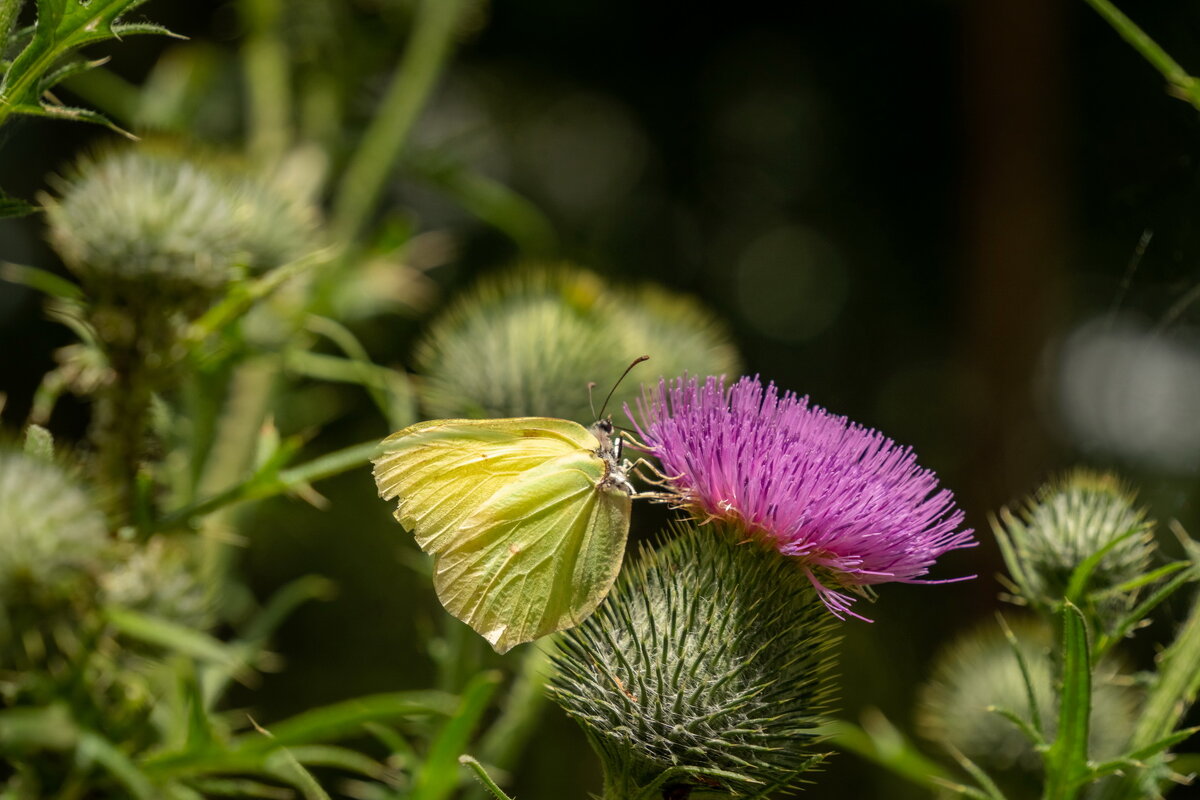 Лимонница на чертополохе... - Николай Гирш