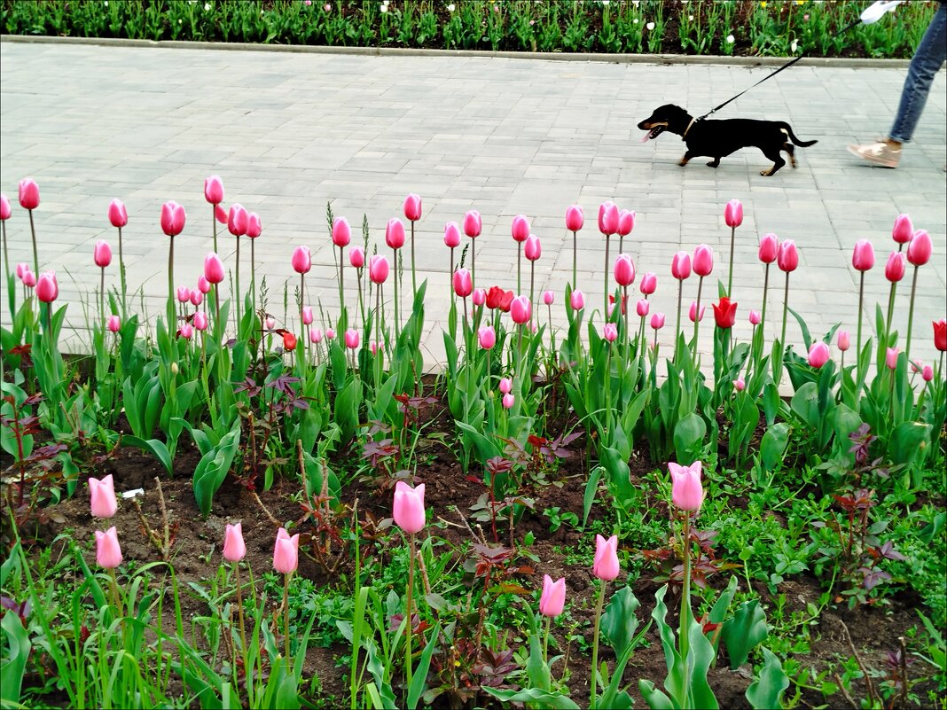 На прогулке! - Надежда 