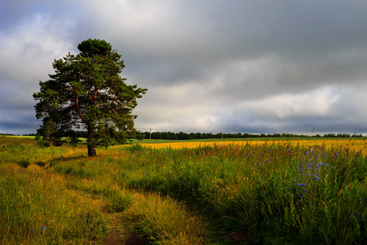 Одиночество - Владимир Гришин