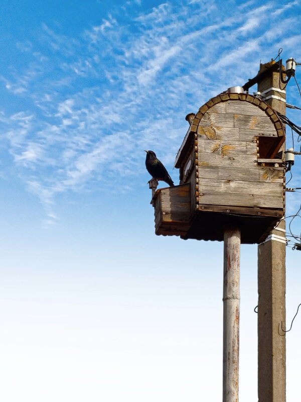 Где же моя черноглазая, где..? - Андрей Щетинин