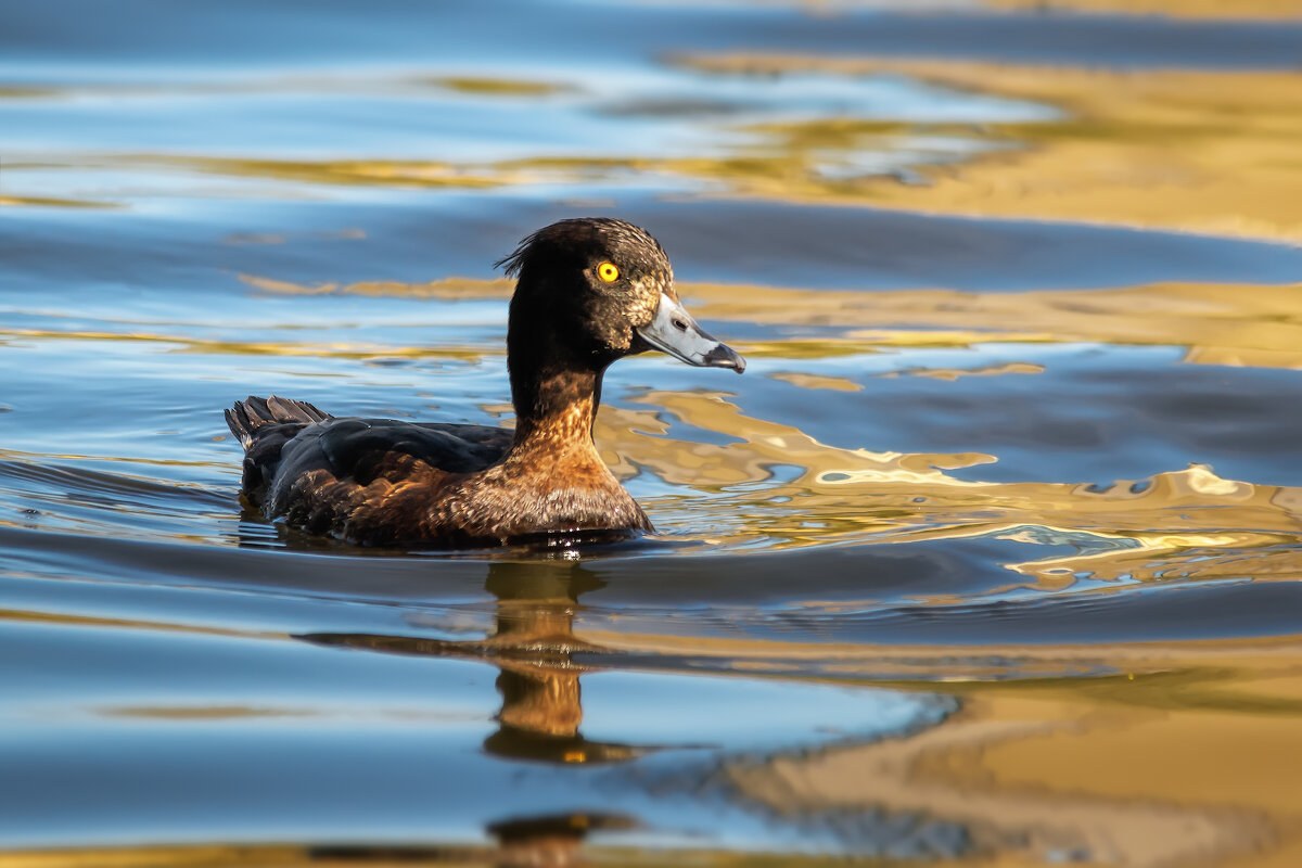 Хохлатая чернеть - Владимир Колесников