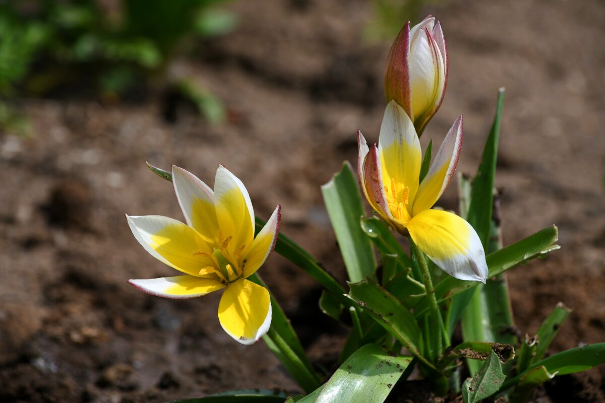 Весенняя красота - Татьяна Евдокимова