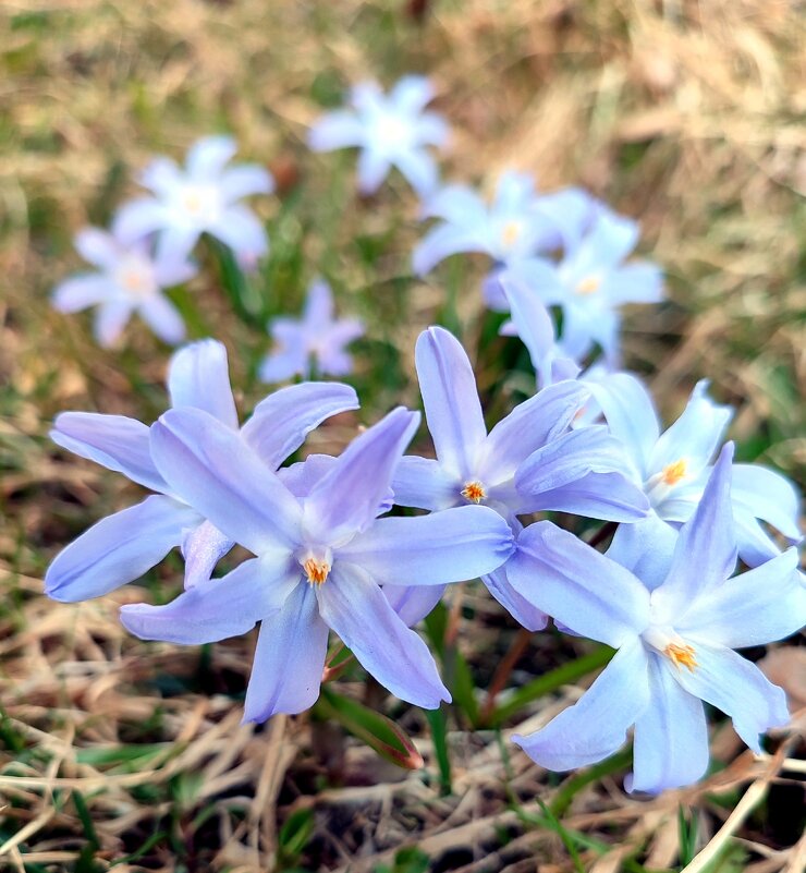 Первые весенние цветы - Ирина 