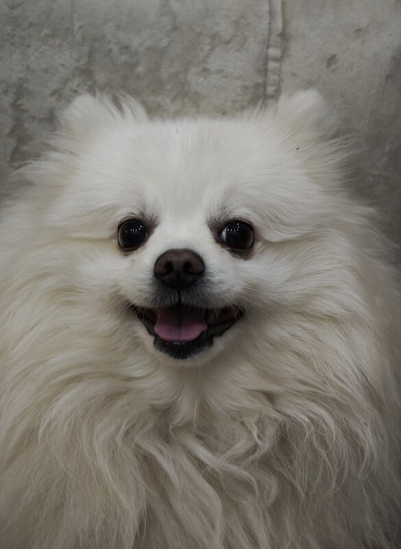 Собачка - Александр 