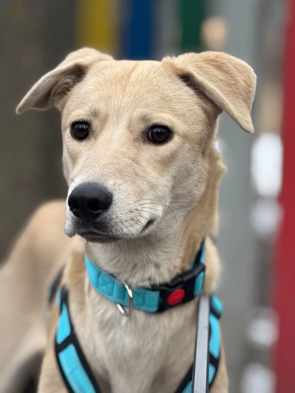 *** - Андрей Л. В.