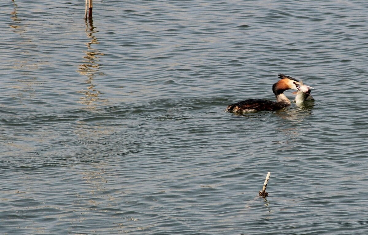 ...с добычей!...))) - Александр Герасенков