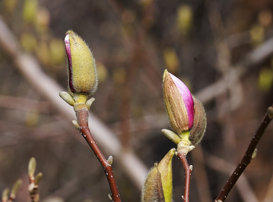 Магнолия в бутонах - Татьяна Тюменка