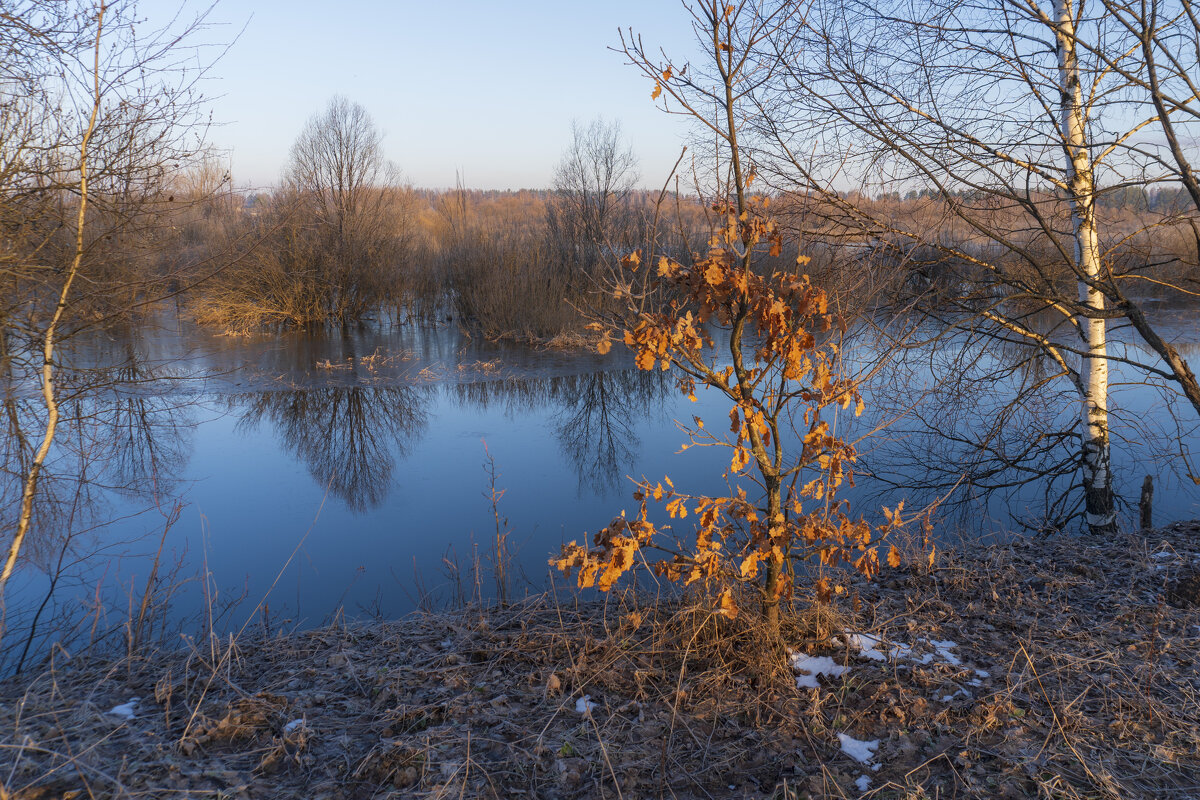 Дубок с прошлогодними листьями. - Сергей Ц