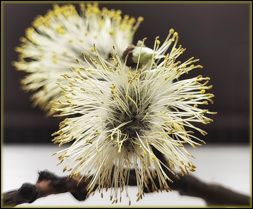 Причёска от Весны! - Лилия *