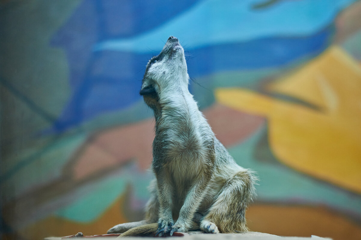 Кошачий лемур - Александр Леонов