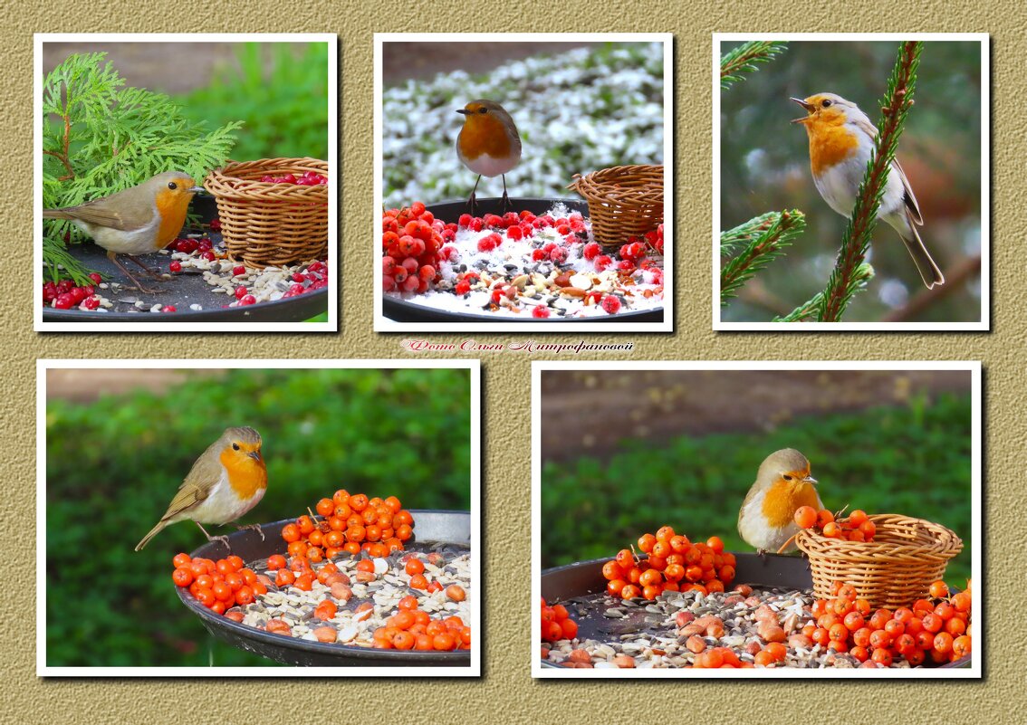 Зарянка на кормушке - Ольга Митрофанова