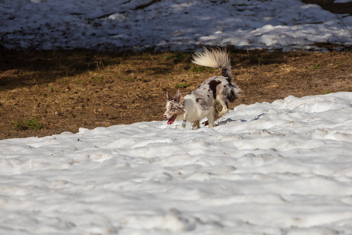 Бордер-колли на снегу - Александр Синдерёв