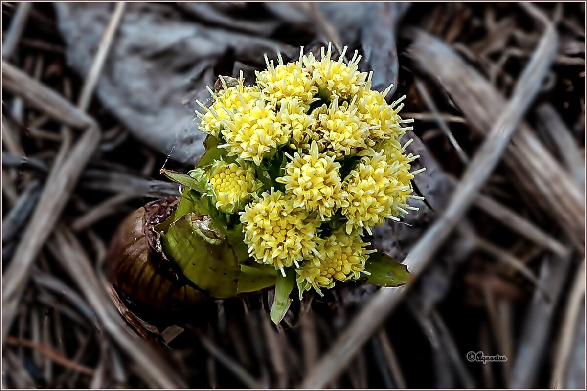Однажды в апреле... - Aquarius - Сергей
