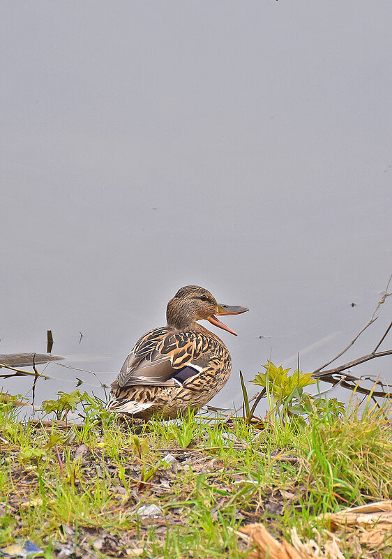 Позировать не буду! - Валентина  Нефёдова 