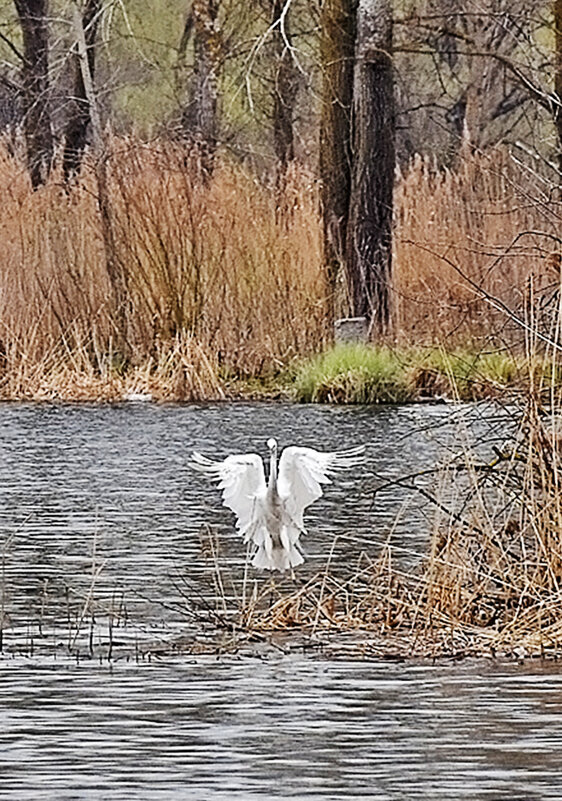 Жаль, что цапля далекО от меня! - Валентина  Нефёдова 