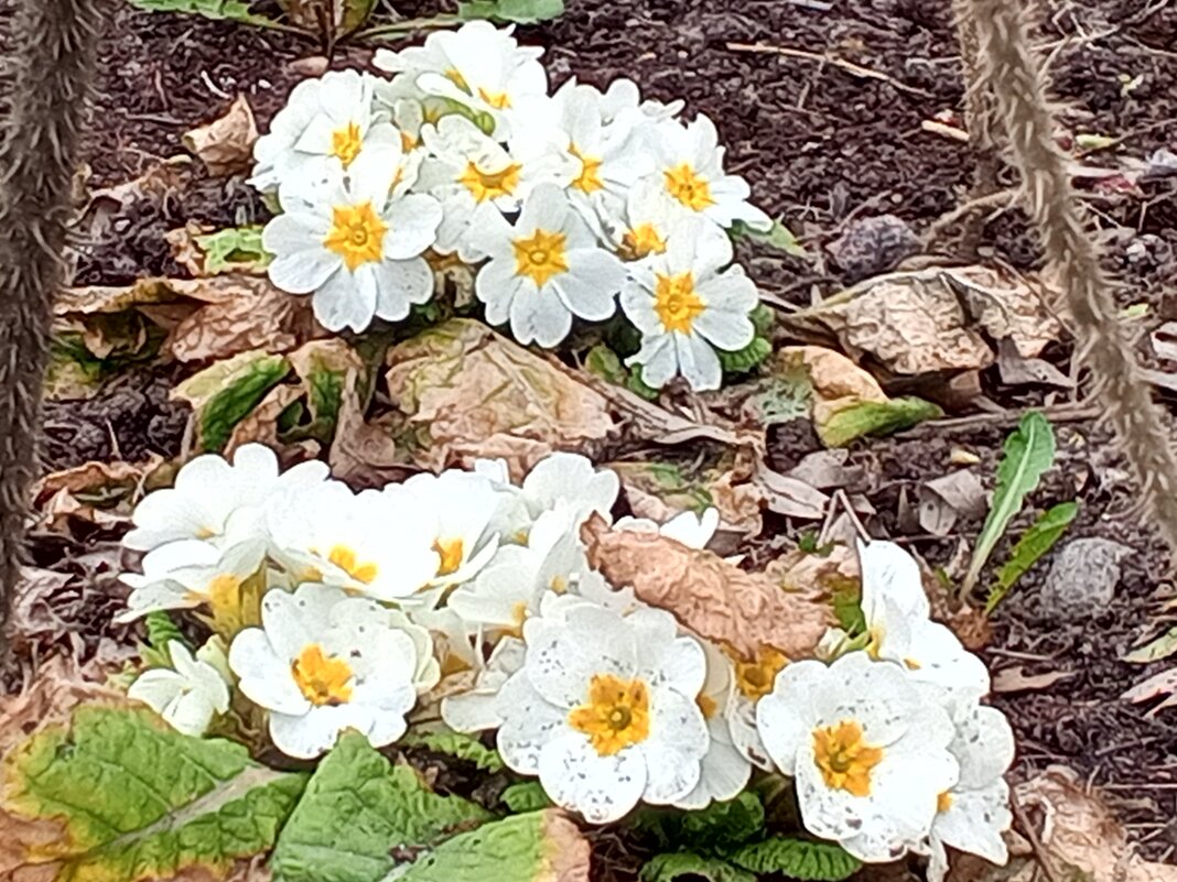 Примула - Сапсан 