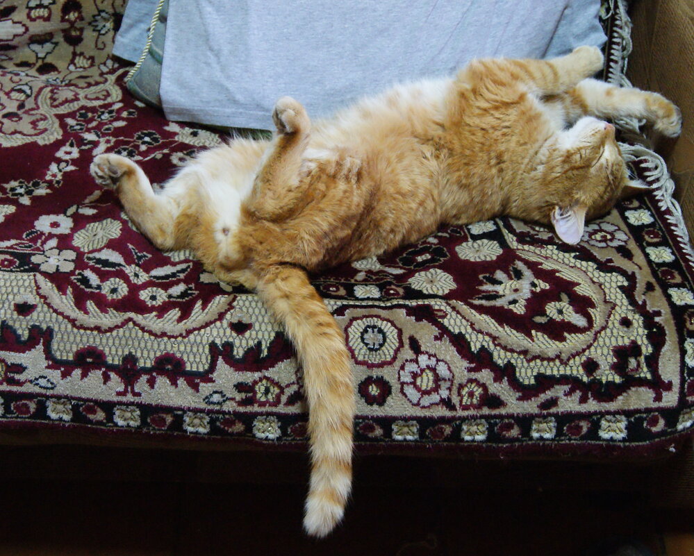 Рыжик отдыхает после ночи. - сергей ермошкин