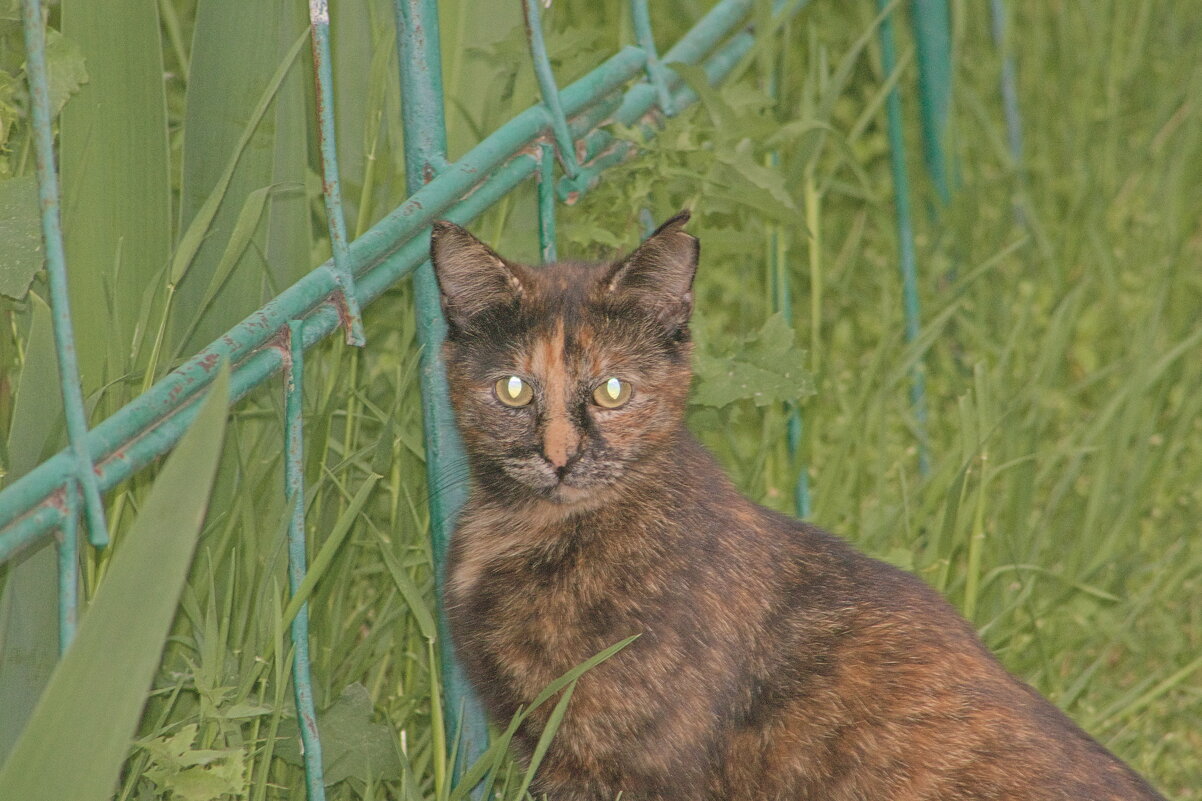 Ваши веки тяжелеют,вы устали ,вам хочется спать. - Giant Tao /