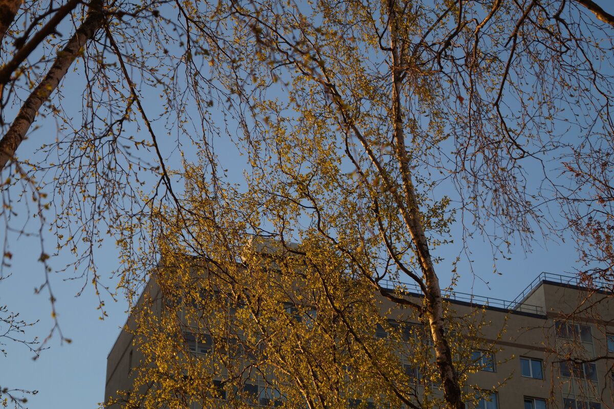 Утро понедельника! - Anna-Sabina Anna-Sabina