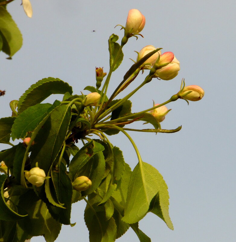 Яблонька. - nadyasilyuk Вознюк