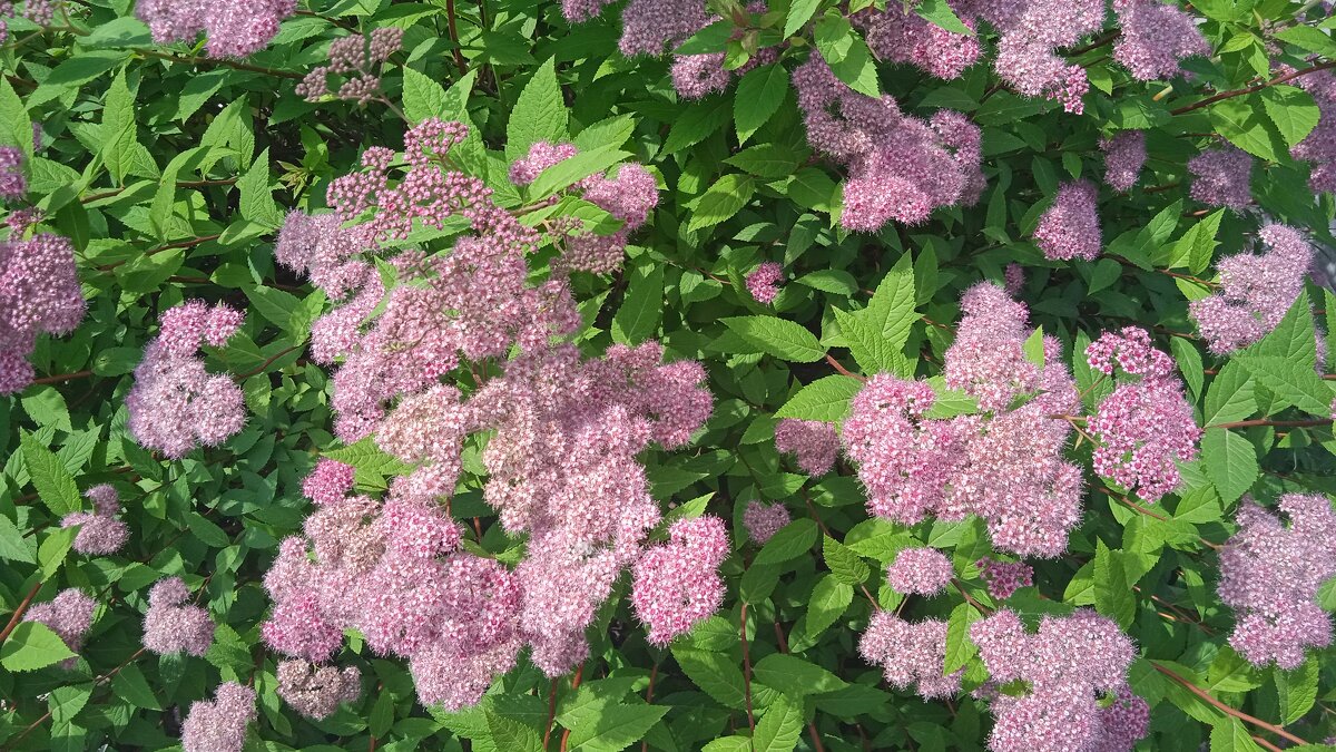 июньское - Елена Шаламова