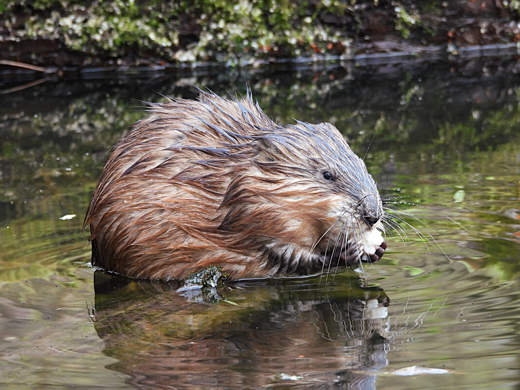 Ондатра - Лина 