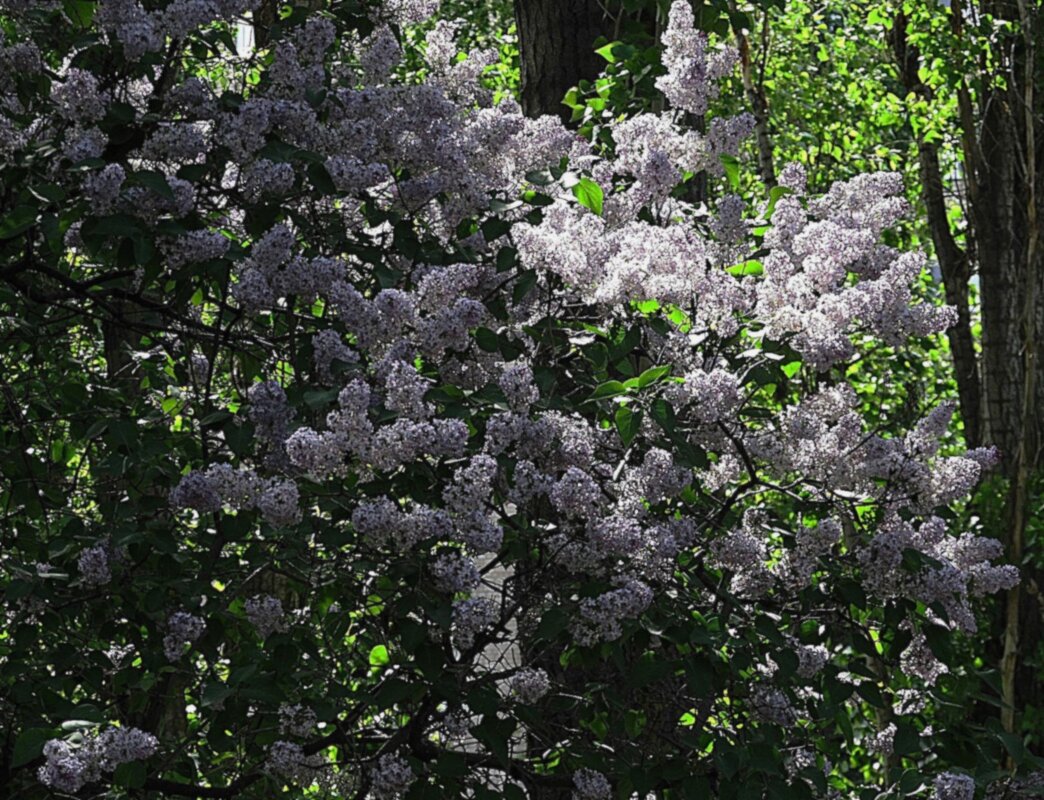 сирень - Елена Шаламова
