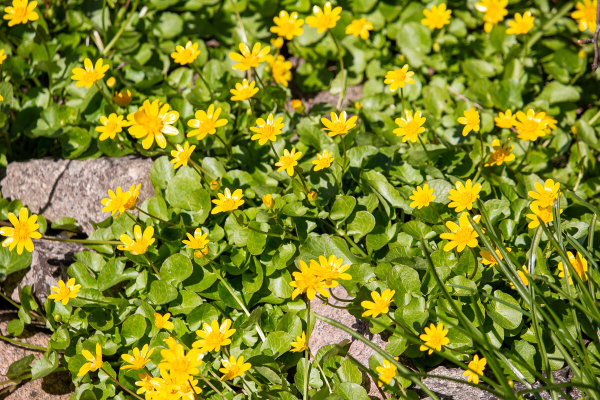 *** - Геннадий Порохов