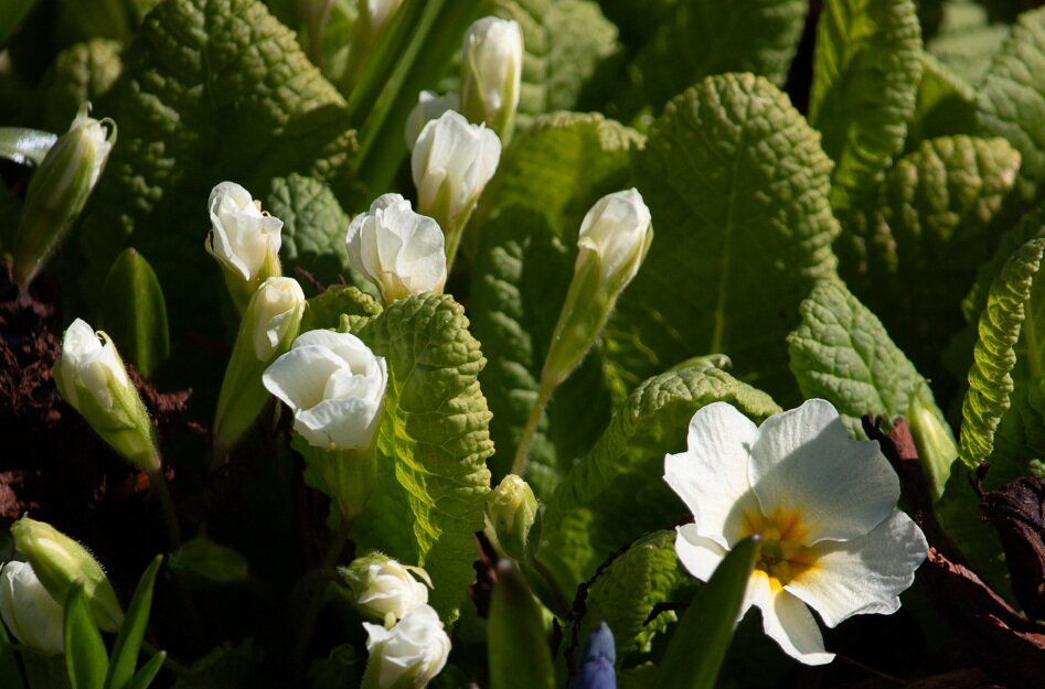 *** - Геннадий Порохов