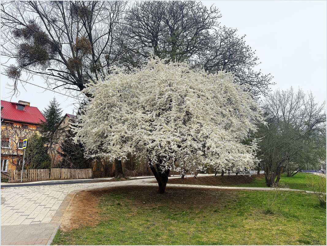 Весна в городе. - Валерия Комова