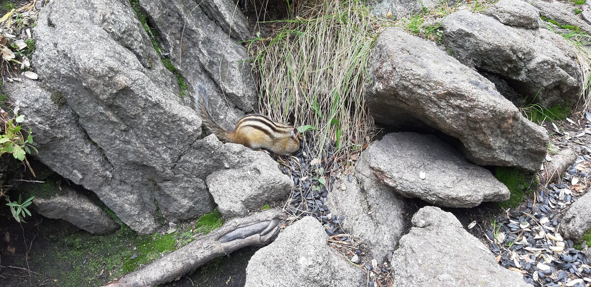 Шустрый бурундук - Ольга 