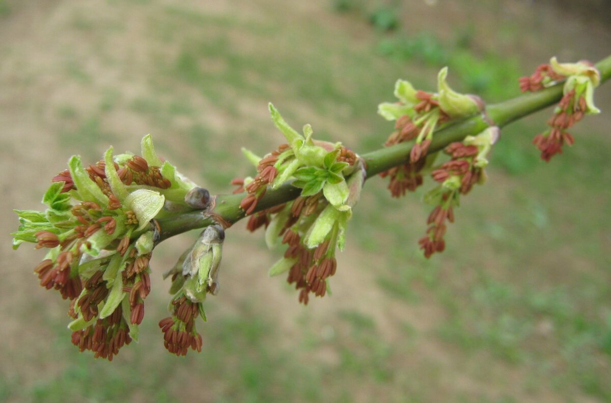 Весеннее - Елена Семигина