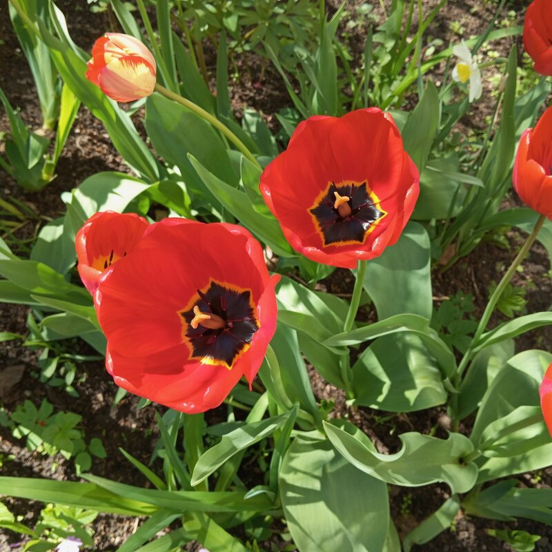 Тюльпаны - Елена Семигина