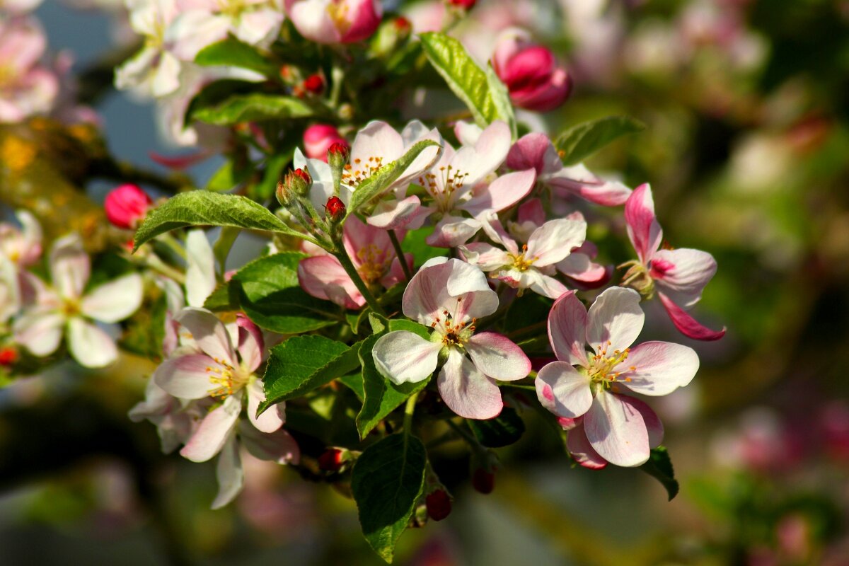 Доброе утро - Юрий. Шмаков